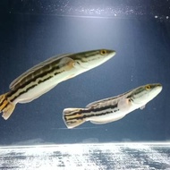 New Ikan Toman Channa Micropeltes Ikan Hias Ikan Predator