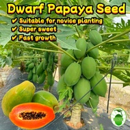 Dwarf Papaya Fruit Seeds (10 pcs/pack) Sweet Papaya Seeds for Planting Edible Papaya Tree Seeds Orga
