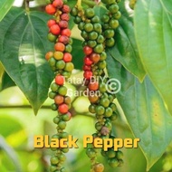 PAMINTA || NATIVE Tagalog rooted plant (Luzon areas only)