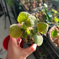 Sinningia Bullata  5 cm (Rare to find in SG)