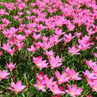 tanaman hias outdoor hidup jadi kucai tulip pink