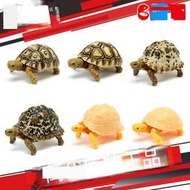 萬代轉蛋生物大圖鑒仿真生物6 東非豹龜 烏龜 鱷龜可動模型擺件【預定價不是全款】