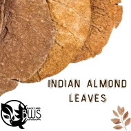 Talisay Leaves - Indian Almond Leaves (10 pcs) BWS petshop Fish Tank Aquarium
