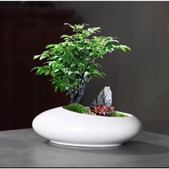 White Stylish Ceramic Bonsai Pot Ikebana Oval Shape Succulent Clay Pot Quality