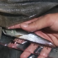 ikan arwana silver