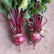 Biji benih Ubi Bit Beet Root Cameron -50pcs