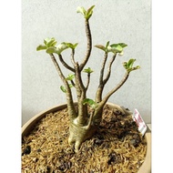Adenium (KHZ X NARUSUAN)