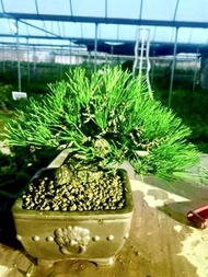 三河黑松  掌中寶 日本品種（表皮蒼老、身粗7厘米、針葉茂盛、形態自然飘逸）