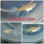 【彩蝦屋】天空藍白子緞帶孔雀魚 買5對送1對 吃孑孓