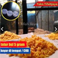Telur Bsf Magot Maggot Lalat BSF 5 Gram Murah