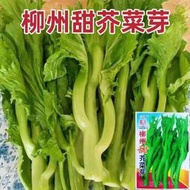 甜芥菜芽種子秋季易種柳州甜芥菜苔種籽早熟脆嫩無渣青梗菜心種孑