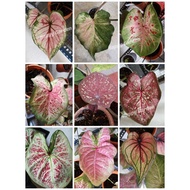 [Live Plant] Caladium bicolour Colourful houseplant, Keladi warna mix