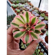 Pink Aeonium 粉女巫法师 5.5cm pot /8cm pot