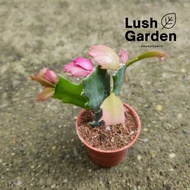 Crab Cactus / Schlumbergera Truncata / 蟹爪兰 / 螃蟹兰 55mm Pot Succulent Live Plant Pokok Hiasan [Lush Garden]