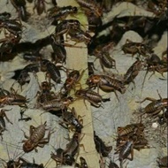 Jangkrik Hidup 1Kg Pakan Landak, Louhan, Tarantula, Gecko, Tokek,