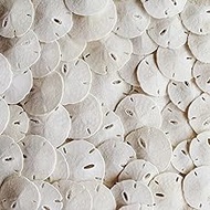 Tumbler Home Small Natural White Sand Dollars - 100 pcs - Wedding Sea Shell for Craft 1 1/4" to 1 1/