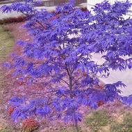 Rare Blue Maple Seeds Bonsai Japanese Maple Seeds 10 Pieces / lot