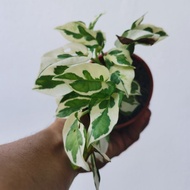 Philodendron epipremnum njoy (pic : 110620)