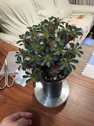 鬼棲閣