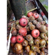 Super fruit fig tree