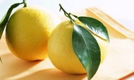 benih/bibit/biji buah jeruk sitrun