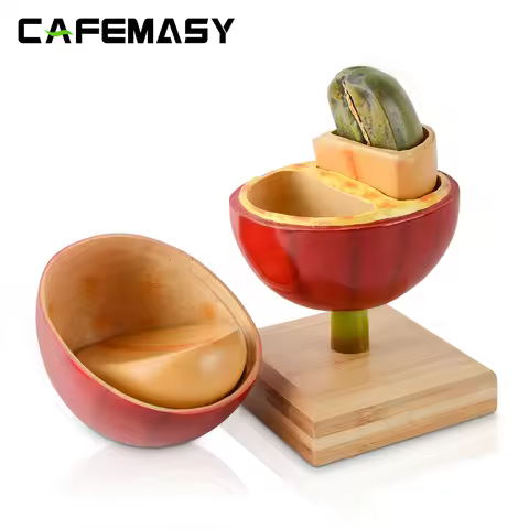 CAFEMASY Artificial Coffee Bean Detachable Coffee Bean Teaching Model or Artificial Coffee Bean Plan