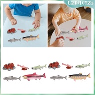 [lzdhuiz3] Life Cycle of Salmon Toys Animal Growth Cycle Set for Daycare Presentations