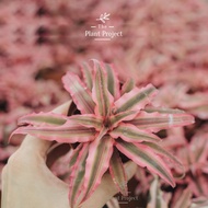 The Plant Project  Cryptanthus Pink 姬凤梨粉 pokok pink Bromeliad merah jambu