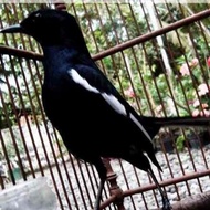 Pluto - Burung Kacer Dada Hitam #Gratisongkir