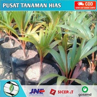 bibit tanaman hias palem botol - palem botol super