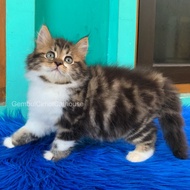 Kucing Kitten Persia Mix Mainecoon Tabby
