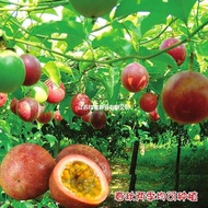 Passion Fruit Golden Fruit Seed Golden Passion Fruit Seed Four Seasons Spring Courtyard Indoor Farm 