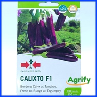 ∇  ∬ Calixto Seeds Eggplant EastWest 300 seeds
