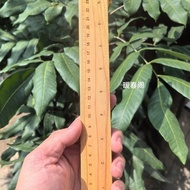 Yaba Wood Scale Ruler Ruler Wooden Ruler Measuring Tool Ruler Tailor Master Ruler Old Material Scale