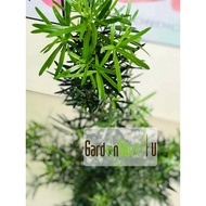 Podocarpus Macrophyllus Live Plant Pokok Bonsai Landscape 罗汉松尖叶 Buddhist Pine