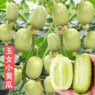 *现货*迷你玉女黄瓜种子无刺小黄瓜种籽阳台盆栽庭院玉女水果黄瓜Mini Jade Girl Cucumber Seeds Gherkin Seeds20260405