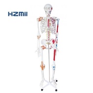 85cm/170cm/180cm human anatomical skeleton model with ligament, colored human life size skeleton mod