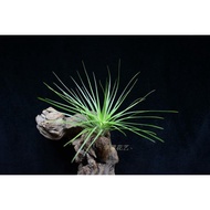 Air Pineapple T. multinational Schenational Imported Green Plant Multinational Flowers Free Shipping