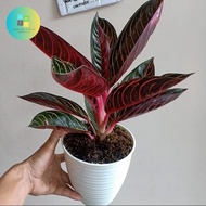 tanaman Aglonema Red Sumatra bibit/bonggol