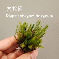 NMS / Moss / 苔藓 / Terrarium / Aqua-terrarium / vivarium / Live Moss for Terrarium / Rare Moss / Pala