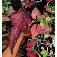 Ry4 Anakan Caladium Red Stone