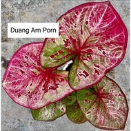 Caladium Duang Am Porn (Thailand)