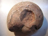 天然斑彩螺化石(鸚鵡螺化石把玩件)~1