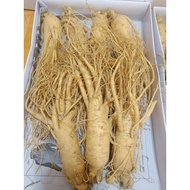 Korean fresh ginseng 7 roots/1kg