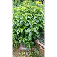 Pokok Pecah Kaca Raw atan Ikht iar 15helai (Petik Fresh)