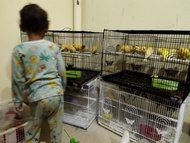Terjangkau Burung Kenari Lokal Super A+ Jantan Bahan Pilihan
