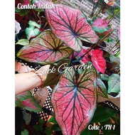 ⭐READY STOCK⭐ Hibrid Thai Caladium Rare | Keladi Cantik Thai