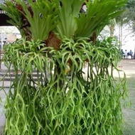 Promo Kadaka large ornamental deer antlers - 1 bud natural herbal 203 ready ak