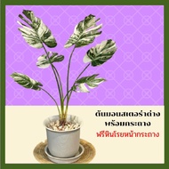 ต้นมอนสเตอร่าด่างพร้อมกระถาง ต้นไม้ปลอม สูง 80cm ราคาถูก