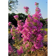 🌱💥Pokok Bunga Texas Sage/Sonata💥🌱